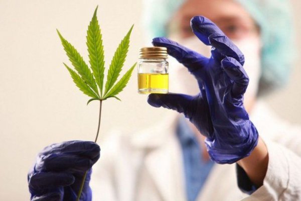El Gobierno presenta el proyecto para el desarrollo de la industria del cannabis medicinal