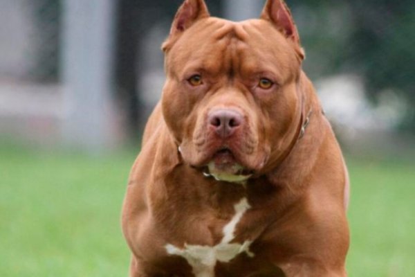 Un hombre murió tras ser atacado por un pitbull