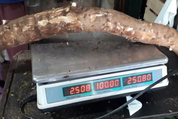 Cosecharon mandiocas de 25 kilos y más de un metro de largo