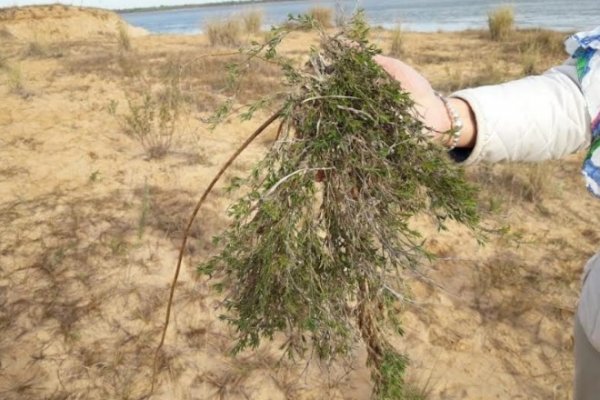 Identifican patrones de diversidad genética de leguminosas del NEA y aportan datos para el aprovechamiento sustentable