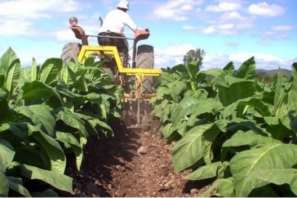 Tabacaleros correntinos obtuvieron respuestas positivas de Nación