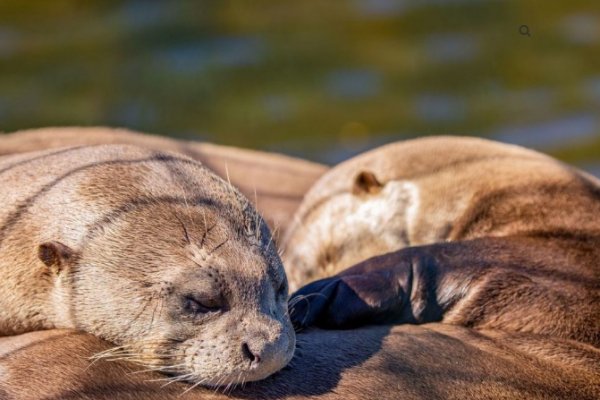 Nacieron las primeras nutrias gigantes, tras décadas de extinción en el país