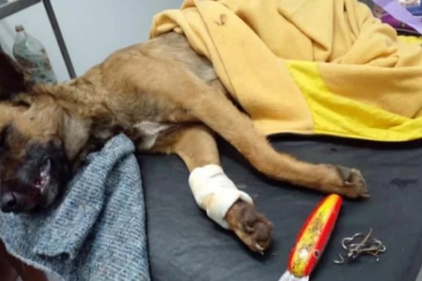 Una enfermera le salvó la vida a un perro herido por anzuelos de pesca