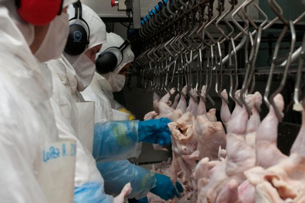 Argentina reiniciará la exportación de carne a la Unión Europea, tras ajustes sanitarios