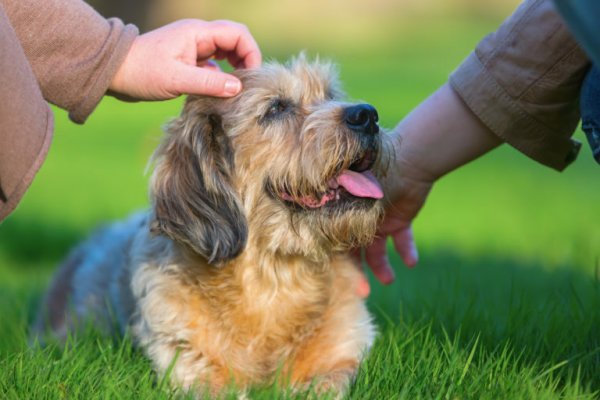 Adopciones de perros aumentaron 200% durante la pandemia