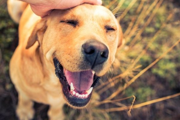 Por qué cada 2 de junio es el Día Nacional del Perro