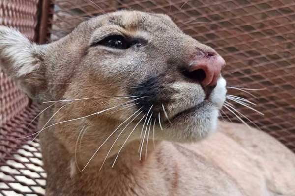 Un puma apareció en el patio de un casa en un pequeño pueblo y generó pánico