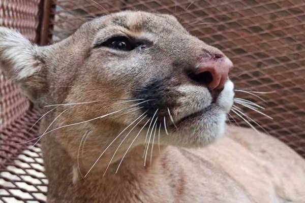 Un puma apareció en el patio de un casa en un pequeño pueblo y generó pánico