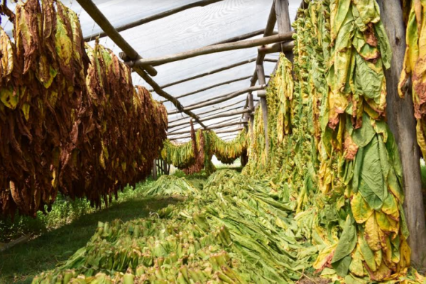 Nación acordó con productores y provincias la distribución el 80% del Fondo del Tabaco