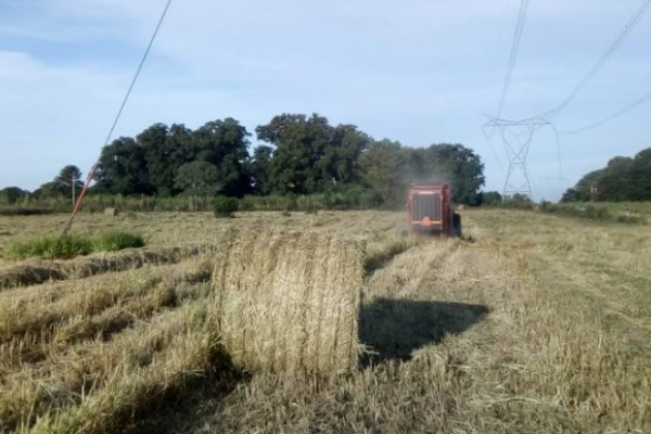 Ganadería: Entregarán forraje a pequeños productores