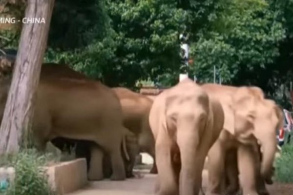 Una misteriosa marcha de elefantes mantiene en vilo a China