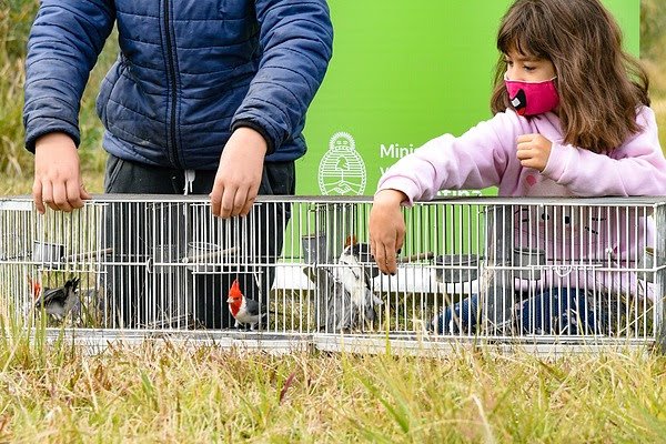 Liberaron cerca de un centenar de aves rescatadas