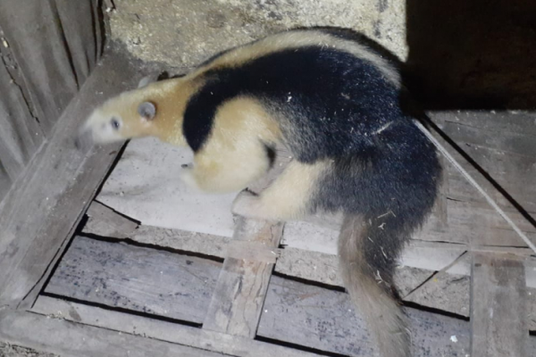 Rescatan a un osito melero en Goya