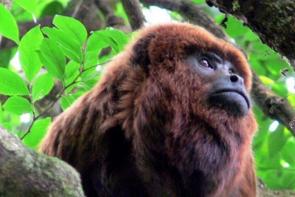 Corrientes y Misiones en alerta por brote de fiebre amarilla en Brasil