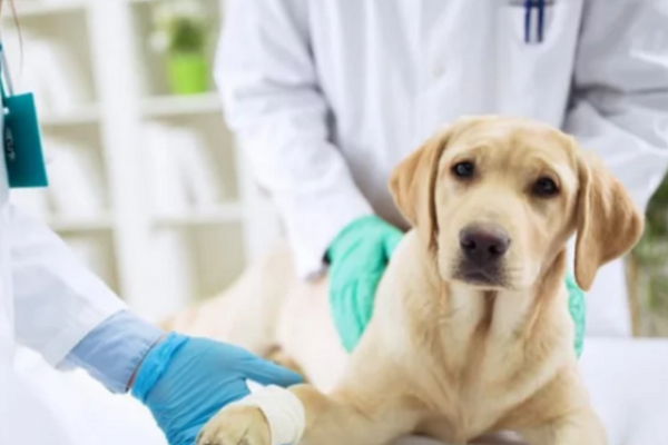 Falsos veterinarios en Corrientes: Alertan que es una práctica común