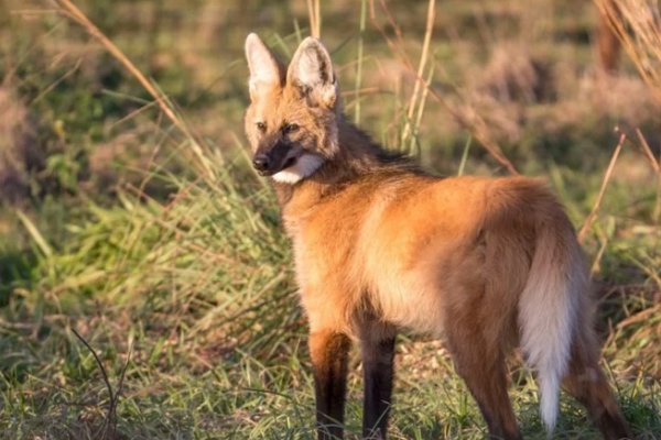 Apareció un Aguará Guazú en las calles de una ciudad correntina