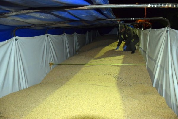 Transportaban 296 toneladas de soja ilegalmente en 10 camiones