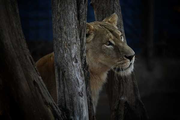 Rescataron un tigre de bengala y una leona tras un allanamiento en Santa Fe