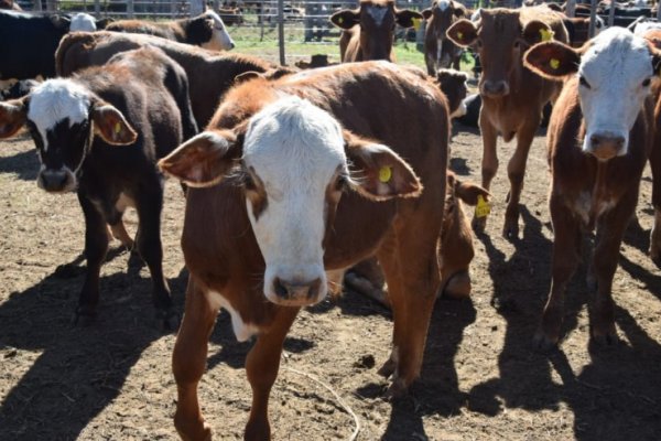 Los Remates Ganaderos volcaron más de 500 millones de pesos a pequeños productores