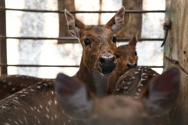 Rescataron a cinco ciervos axis que una familia tenía como mascotas