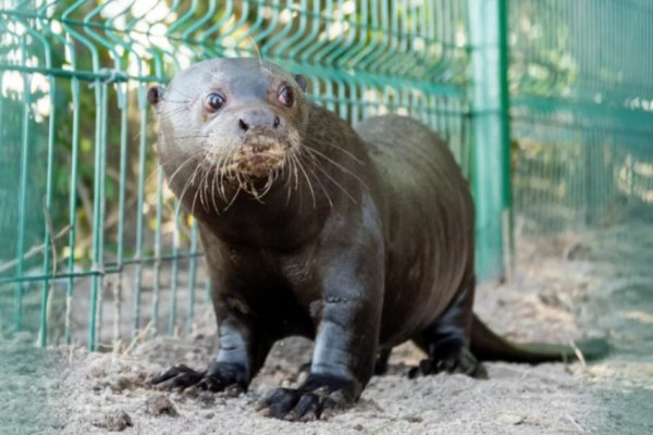 La nutria gigante Nanay ya vive en el parque Iberá de Corrientes