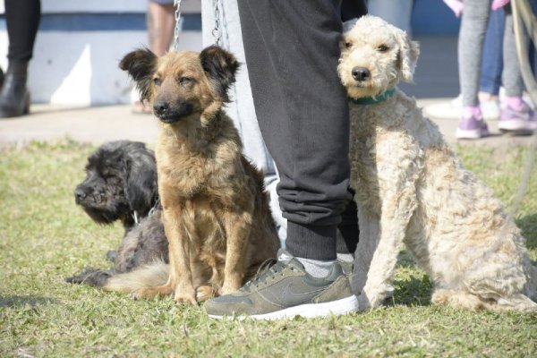 Atenciones veterinarias gratuitas a los barrios Juan de Vera, Laguna Seca y 17 de Agosto