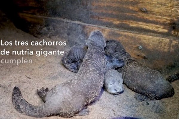 Eligen nombres para las nutrias gigantes nacidas en el Iberá