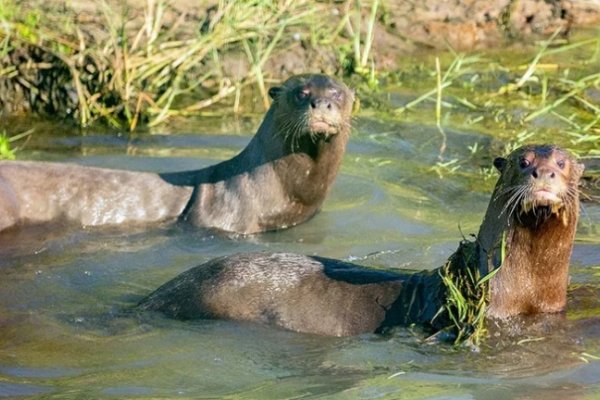 Ya tienen nombres los cachorros de nutria gigante de los Esteros del Iberá