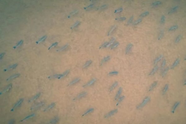 La impresionante foto de un cardumen desplazándose en medio de un Paraná casi seco
