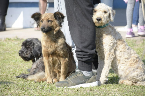 Mascotas Saludables estará en los barrios Santa Catalina y Bañado Norte