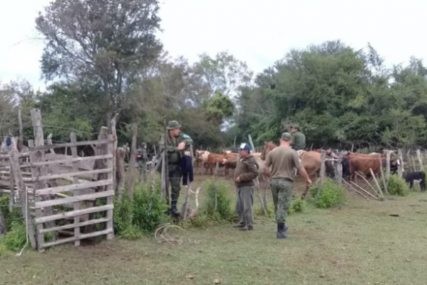 Recuperaron vacunos robados tras allanamientos en Lomas de Vallejos