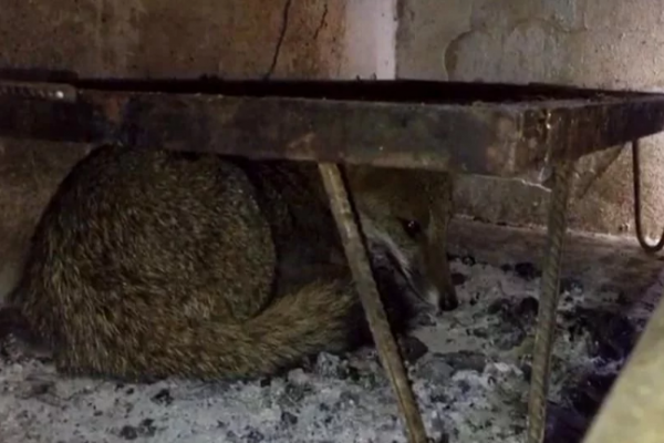 Liberaron a un zorro gris que fue rescatado de una casa