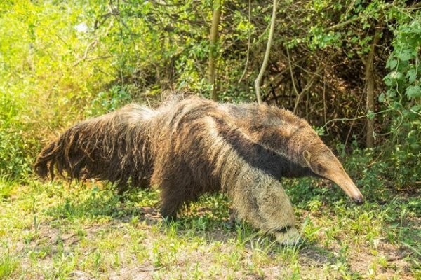 Por los incendios trasladaron a tres osos hormigueros gigantes del Parque Nacional Iberá