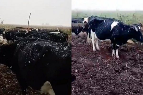 Cae nieve en el sur de Santa Fe