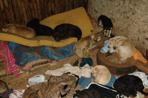 Murieron unas 20 mascotas en el incendio de un refugio