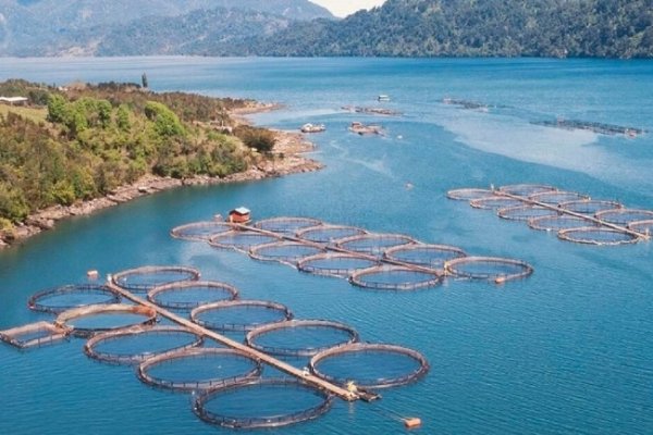 Argentina se convirtió en el primer país del mundo en prohibir la cría de salmones