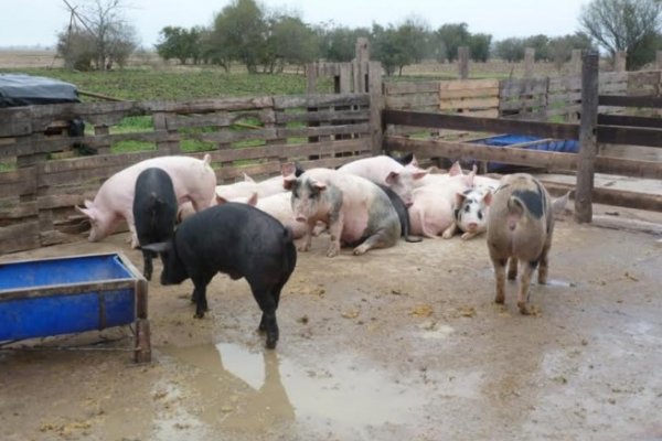 Proponen indicadores para evaluar la calidad ambiental y de vida de productores agropecuarios