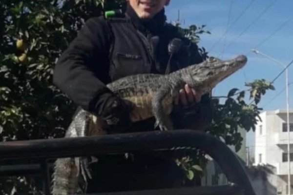 Rescatan a una cría de yacaré perdida en un barrio de Corrientes