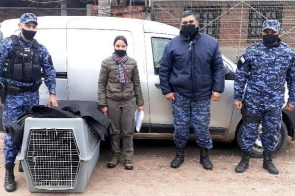 Corrientes: Guardaparques rescataron y liberaron a un lobito de río