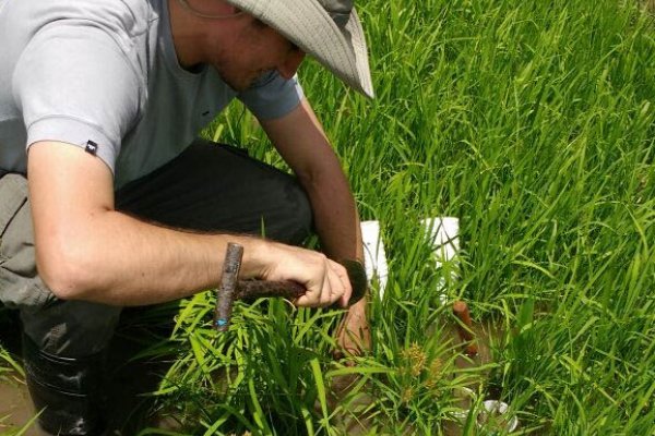 Estudian el comportamiento de una maleza que afecta el cultivo de arroz