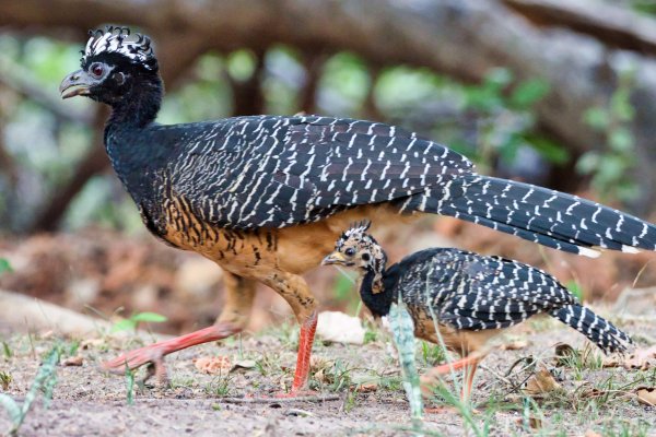 Llega una nueva especie para unirse a la familia del Iberá