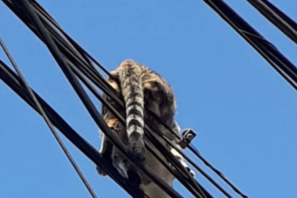 Bomberos salvaron a un gato suspendido sobre los cables eléctricos
