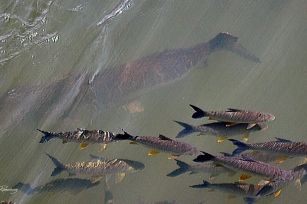 Alertan por depredación en el Paraná ante la faltante de surubíes y dorados