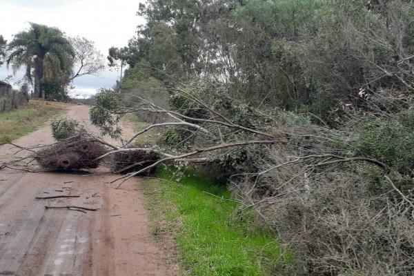 Derribaron un árbol y dejaron sin luz a una localidad