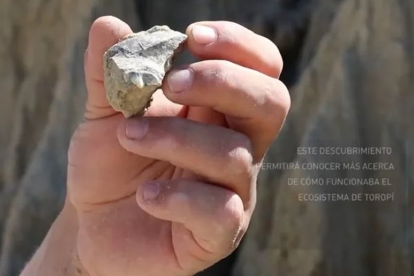 Hallan en Corrientes el primer fósil de un felino de hace 98.000 años