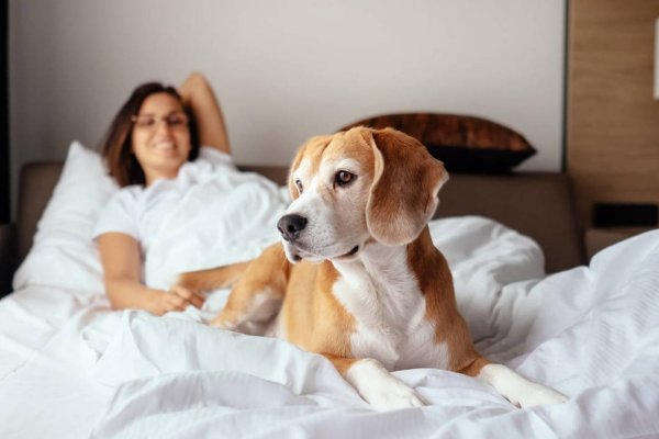 Aconsejan no compartir la cama con los perros por presencia de una bacteria muy peligrosa