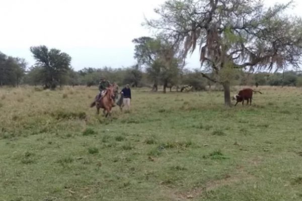 Norte Grande: Anunciaron plan de abordaje contra el abigeato