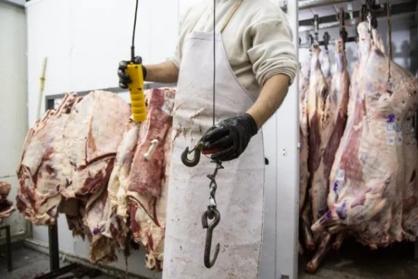 El Gobierno flexibilizaría las exportaciones de carne vacuna