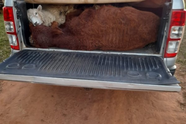 Una familia detenida llevando tres terneros y una oveja en una camioneta