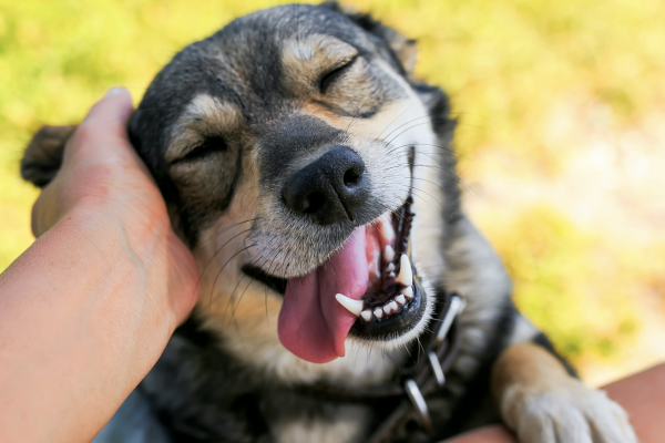Celebran el Día Mundial del Perro y concientizan sobre el abandono de las mascotas